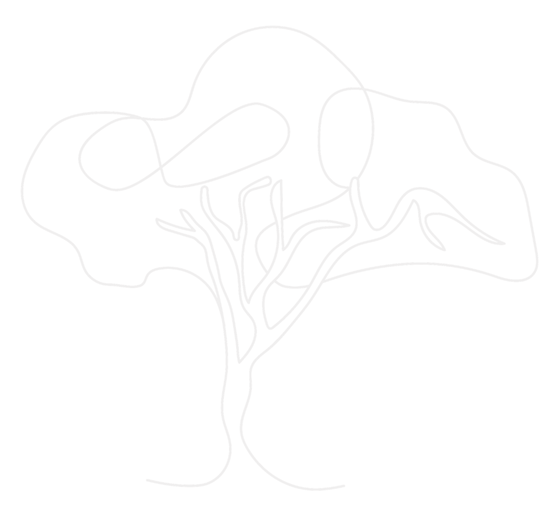 acacia